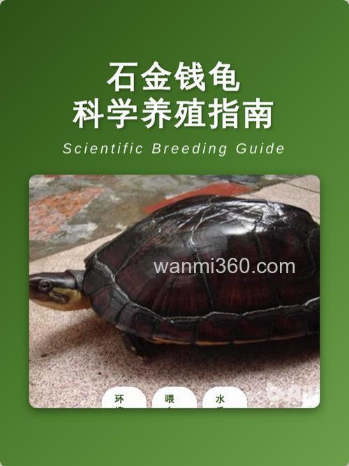 石龟怎样养殖