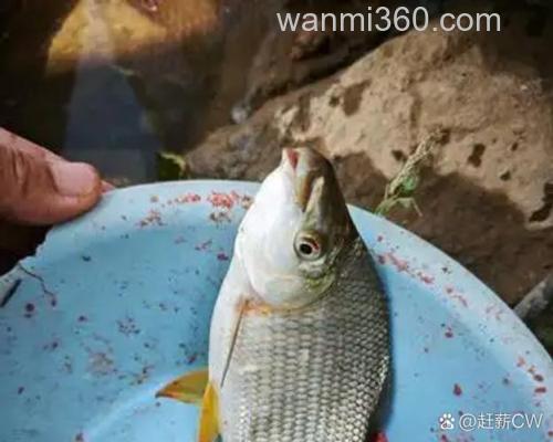 薯味麦粒能钓什么鱼？