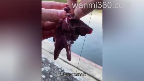 猪油钓鲇鱼,用猪血能钓鱼吗?
