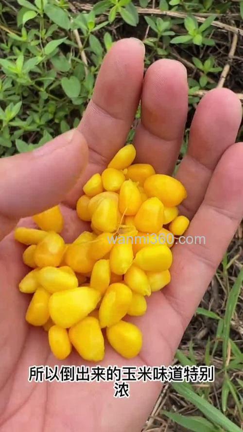 钓草鱼用的玉米怎么炮制？