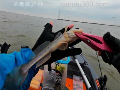 猪肉海钓效果怎么样?