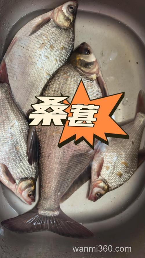 桑葚干可以钓草鱼吗?