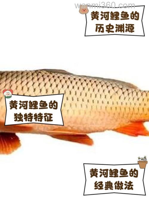 黄河里有鱼吗？都有什么品种？