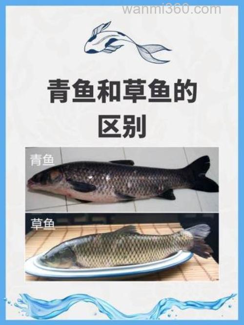 青鱼和草鱼饵料区别？