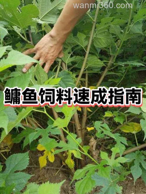 怎样配置花鲢饲料?