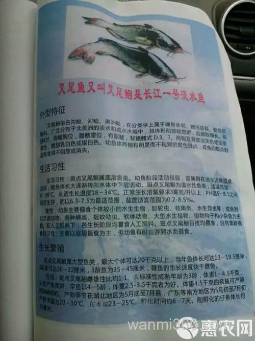 叉尾鮰最佳饵料配方?