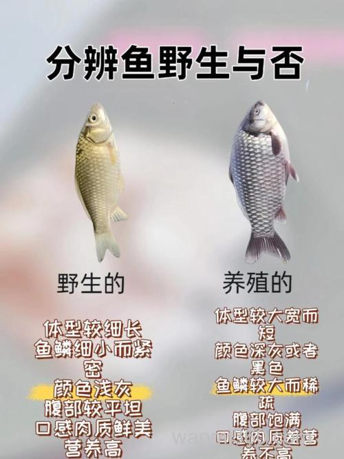 鲫鱼是不是冷血动物?