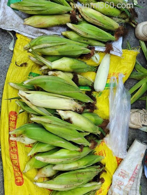 天元嫩玉米一包有几根根玉米？
