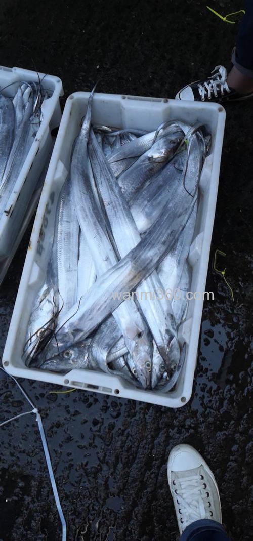 夏天钓刀仔鱼用什么鱼料
