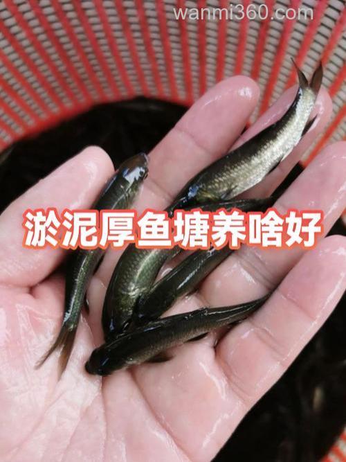 钓鲤鱼淤泥很厚怎么办?