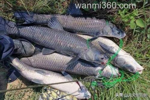 王桂龙武汉水库钓大青鱼(下)