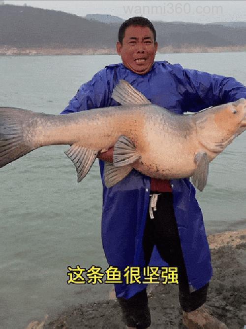 王桂龙湖北梁子湖钓大青鱼