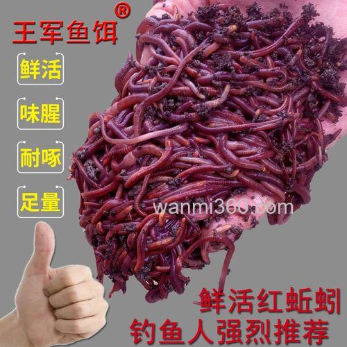 钓黄鳝用什么饵料,能用蚯蚓吗