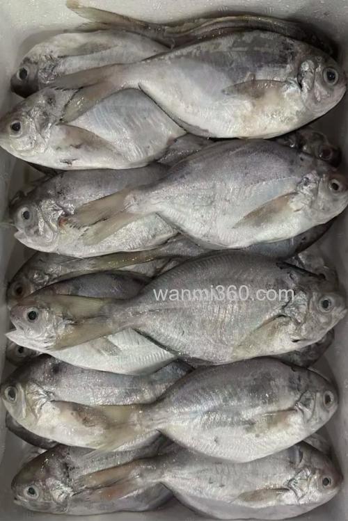 猪肉能钓什么海鱼?