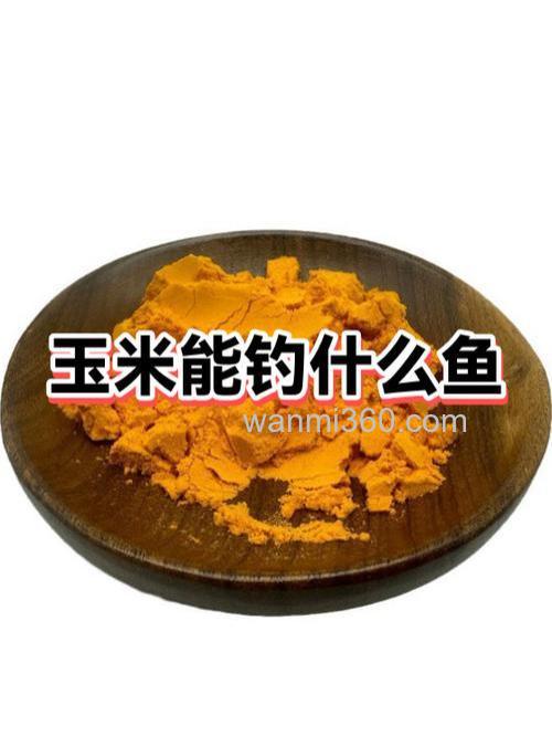玉米能钓什么鱼