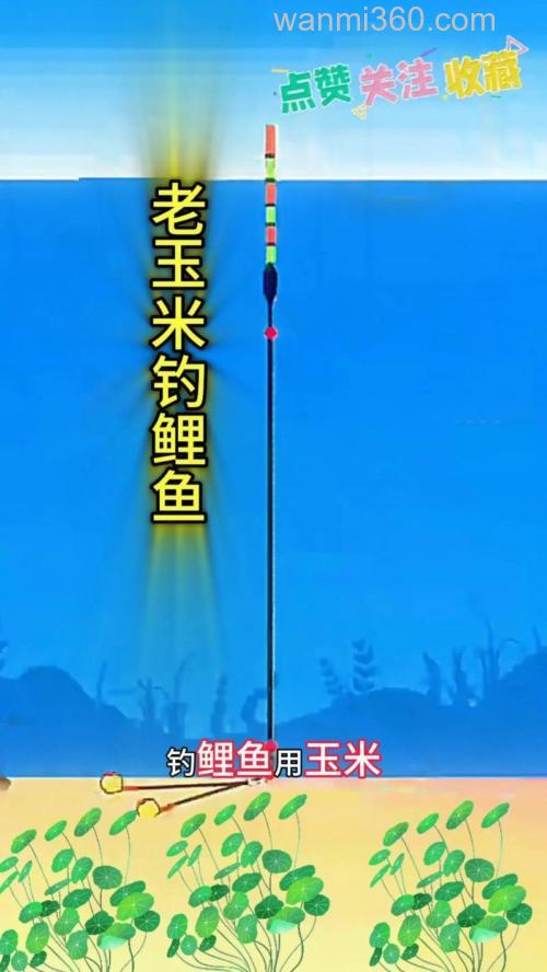 海竿玉米钓鲤鱼绝招