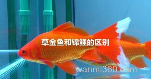 榴莲钓鲫鱼,鲤鱼,效果好吗