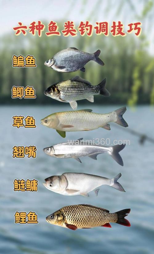 什么鱼食即可以钓鲤鱼又可以钓白鲢鱼