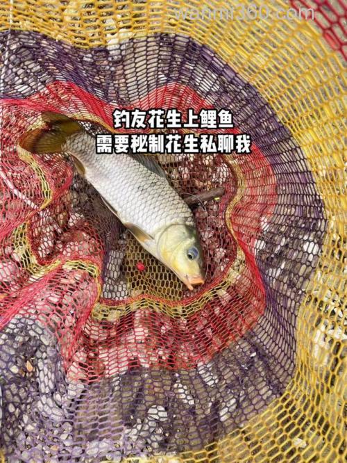 生花生钓鲤鱼方法?