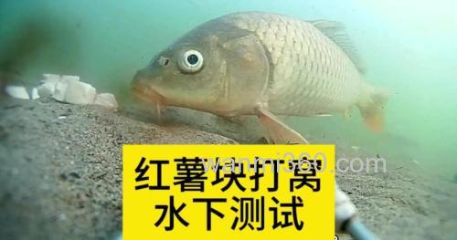 番薯钓鲤鱼方法 怎么钓鱼更加容易
