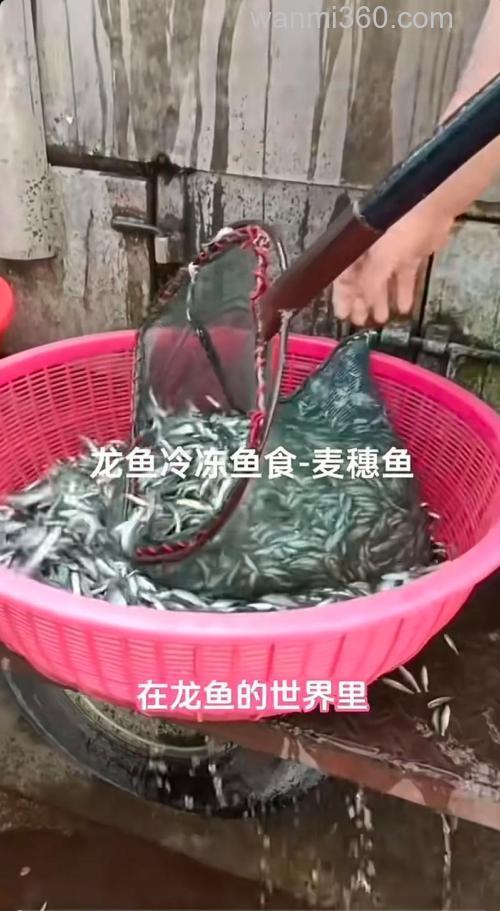丁鱼和麦穗鱼哪个给龙鱼吃比较好?