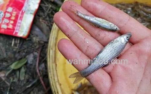 钓小麦穗鱼用什么鱼饵最好 钓小麦穗鱼用哪种鱼饵最好