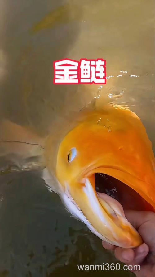 一味鲢鳙和金版鲢鳙哪个好？
