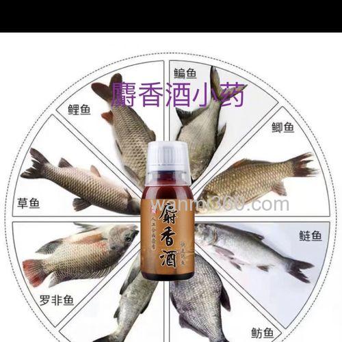 什么曲酒泡米钓鱼打窝好?