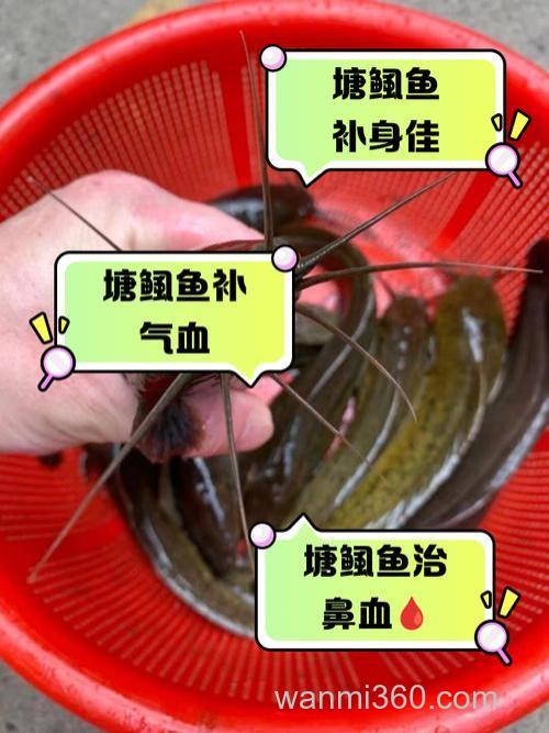 鱼怎样能避腥 具体点