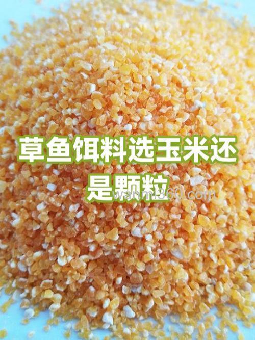 冬天钓草鱼用玉米好还是饵料好