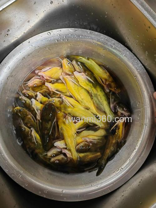 黄颡鱼饵料可以加白酒吗?