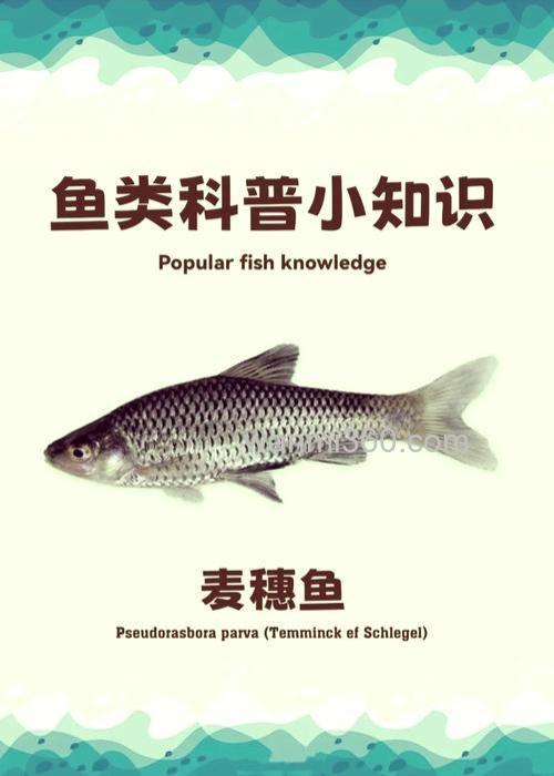 麦穗鱼和鲤鱼区别？