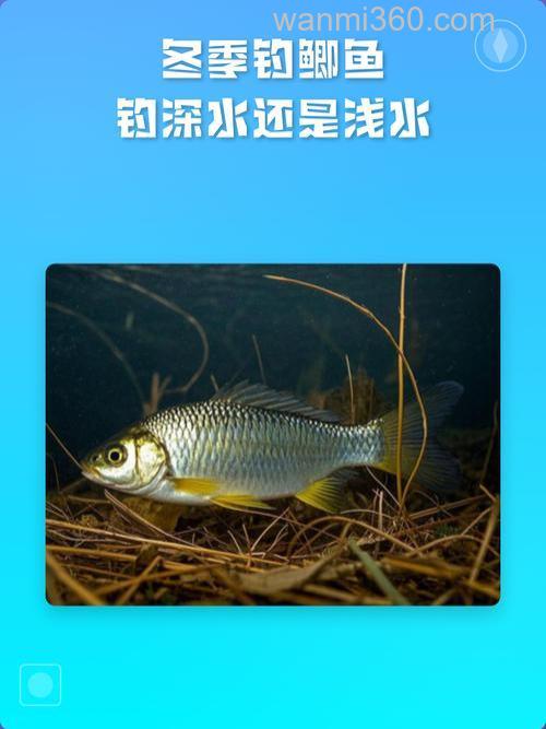 冬季夜钓鲫鱼钓深水还是浅水