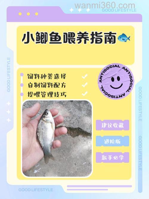 小池塘养鲫鱼的方法?