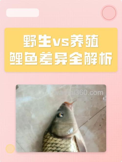 如何识别野生的鲤鱼和养殖的鲤鱼？