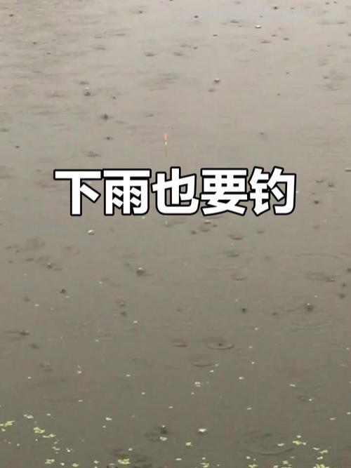 昨天刚下完雨,寻思去临近水池里钓鲫鱼,小弟是个菜鸟,今天刚用的酒泡好米,想明天用蚯蚓去钓,请大师们帮