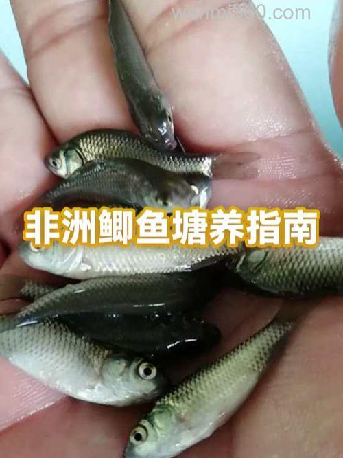 自家鱼塘里的鲫鱼怎么养才能长大些?