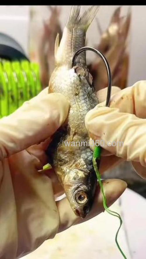 钓鱼王鲶鱼饵,鲶鱼用什么饵钓最好是?