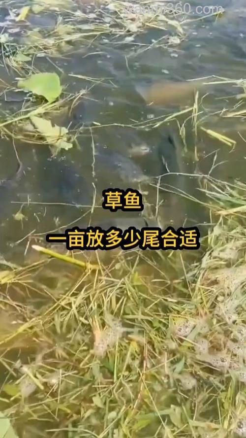 1亩水塘可以放多少尾草鱼寸片？