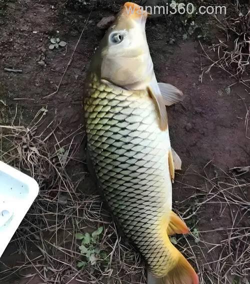 河水是浑的可以用包谷钓鲤鱼吗?