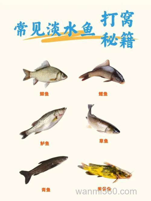 钓不同的鱼是不是窝子就不一样,那么钓一般的鲫鱼,鲤鱼,花鲢,白条,各子用什么窝子?