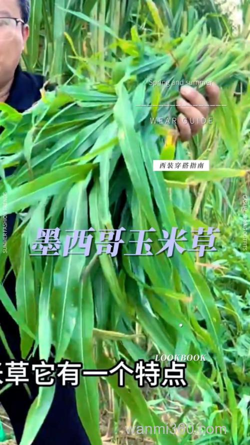 种植什么牧草喂草鱼比较好?