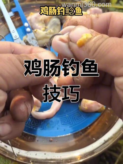 鱼肠能钓什么鱼?