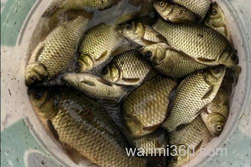 野坑夜钓草鱼、鲤鱼,什么鱼饵打窝最好?