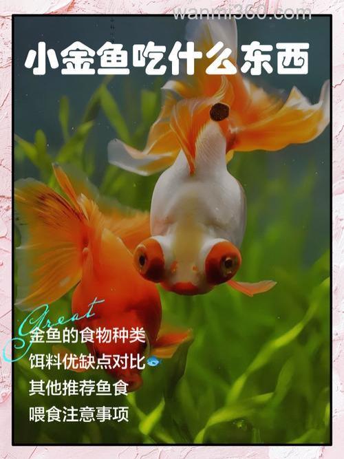 自制喂养金鱼的鱼食有哪几种？