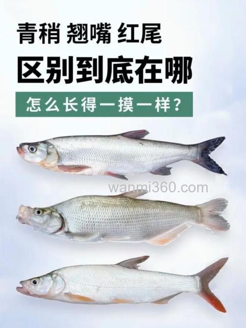 关于台钓红尾的技巧与钓位选择，你知多少？