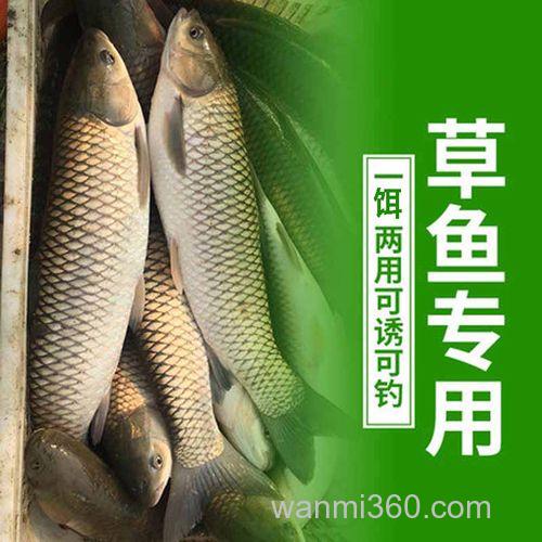 用饵料钓草鱼为什么效果不如新鲜的玉米粒?