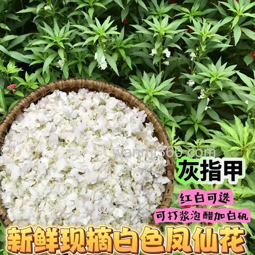 凤仙花怎制作成药酒