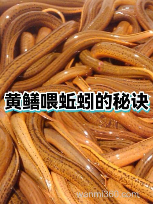 蚯蚓养黄鳝绝密配方？
