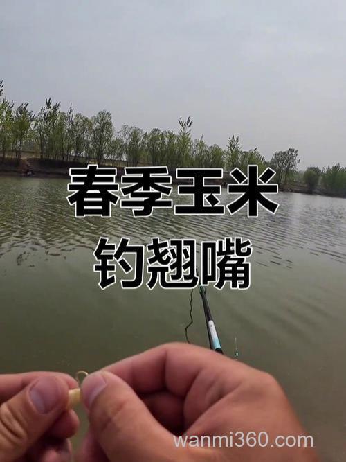 春季玉米钓翘嘴方法？